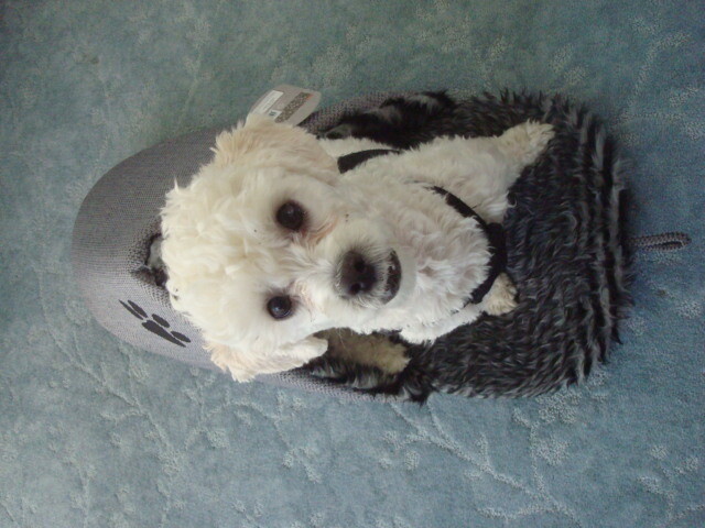GRAY SLIPPER DOG/CAT BED