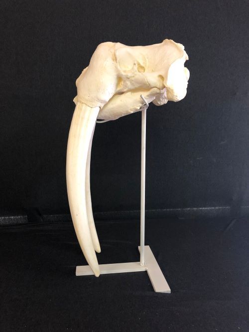 WALRUS SKULL -Replica