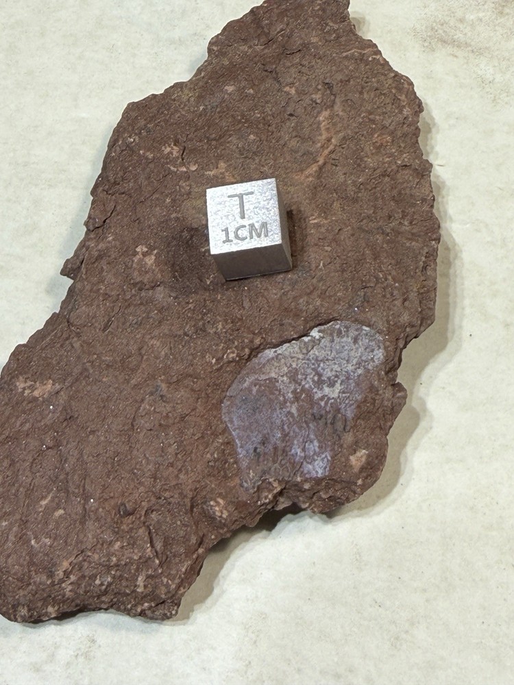 Devonian Fish Scale