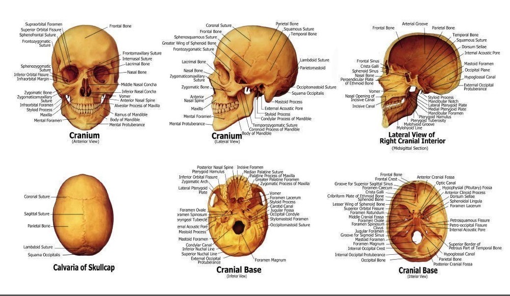 High-Quality Anatomical Human Skull Model with Removable Cap for Students