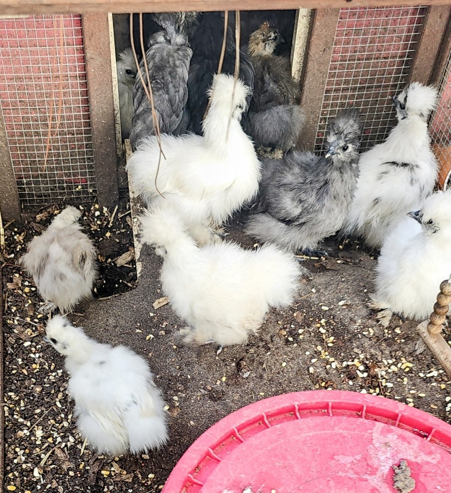 24 Silkie Hatching Eggs