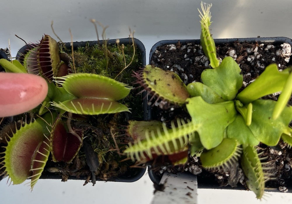 Dionaea Muscipula B52 Potted Venus Flytrap Plant