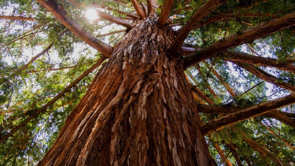 1 Giant Sequoia 6-12" Bare Root Starter Plant