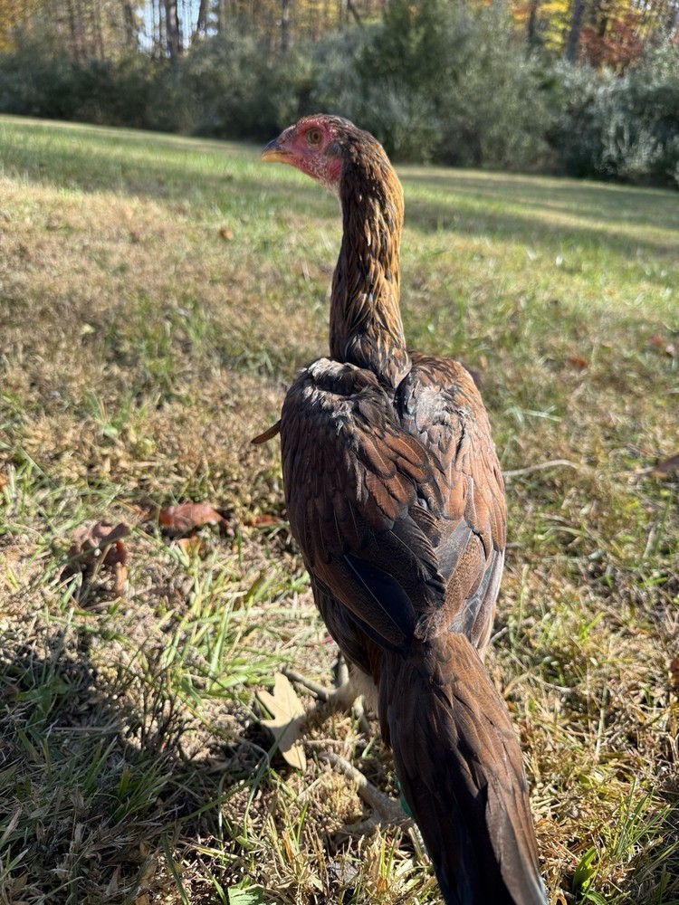 Hen Hatching Eggs (Aseel/Indian Cross)