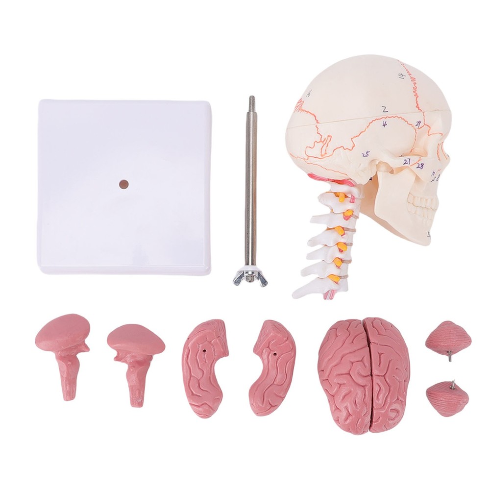 1/2 Skull With Cervical Spine & Brain Teaching Display Model