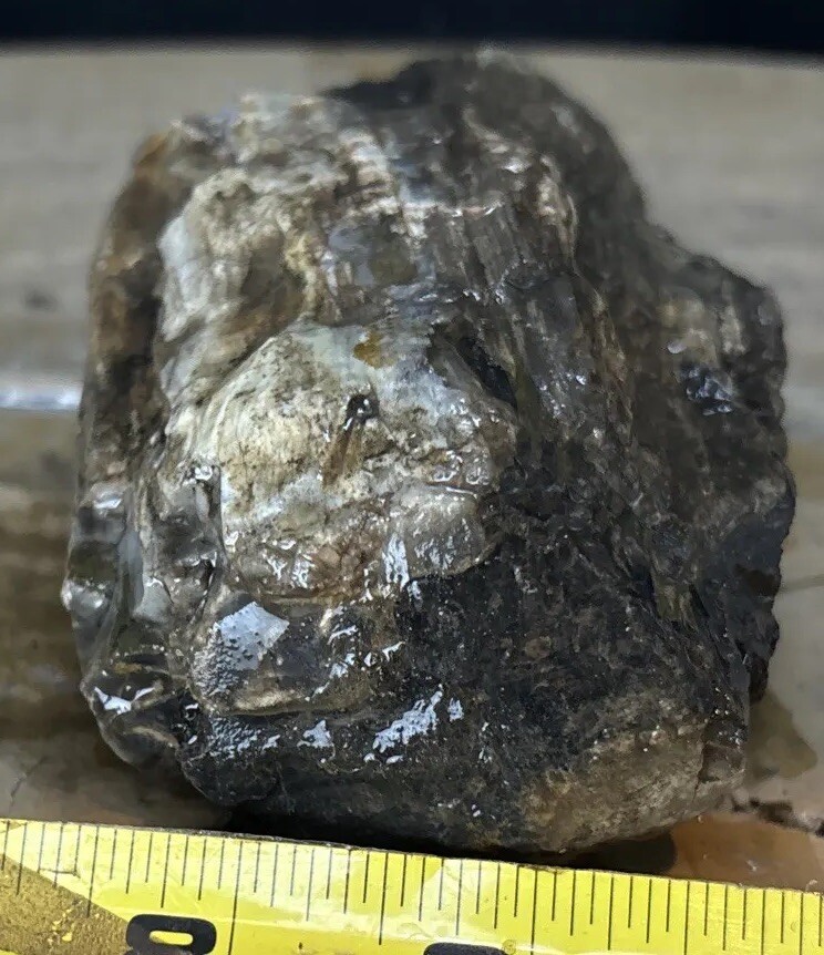 Silver Creek Junction petrified wood