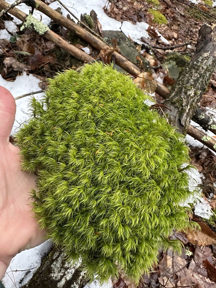Live Broom Fork Moss