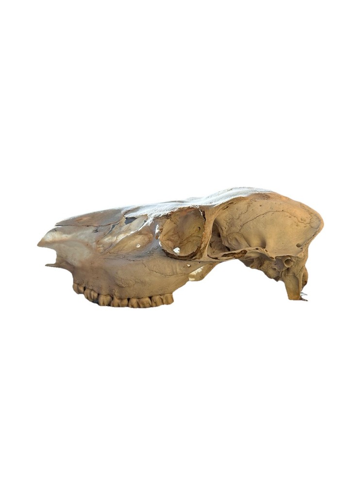 Elk Skull