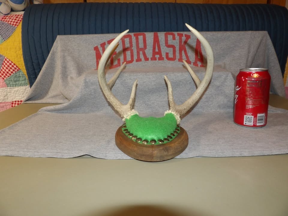 Vintage Mounted Deer 7 Point Antler On Plaque Rustic