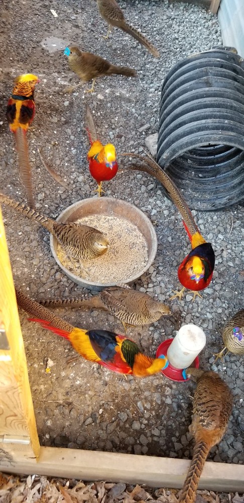 6 READY NOW Golden Pheasant Hatching Eggs