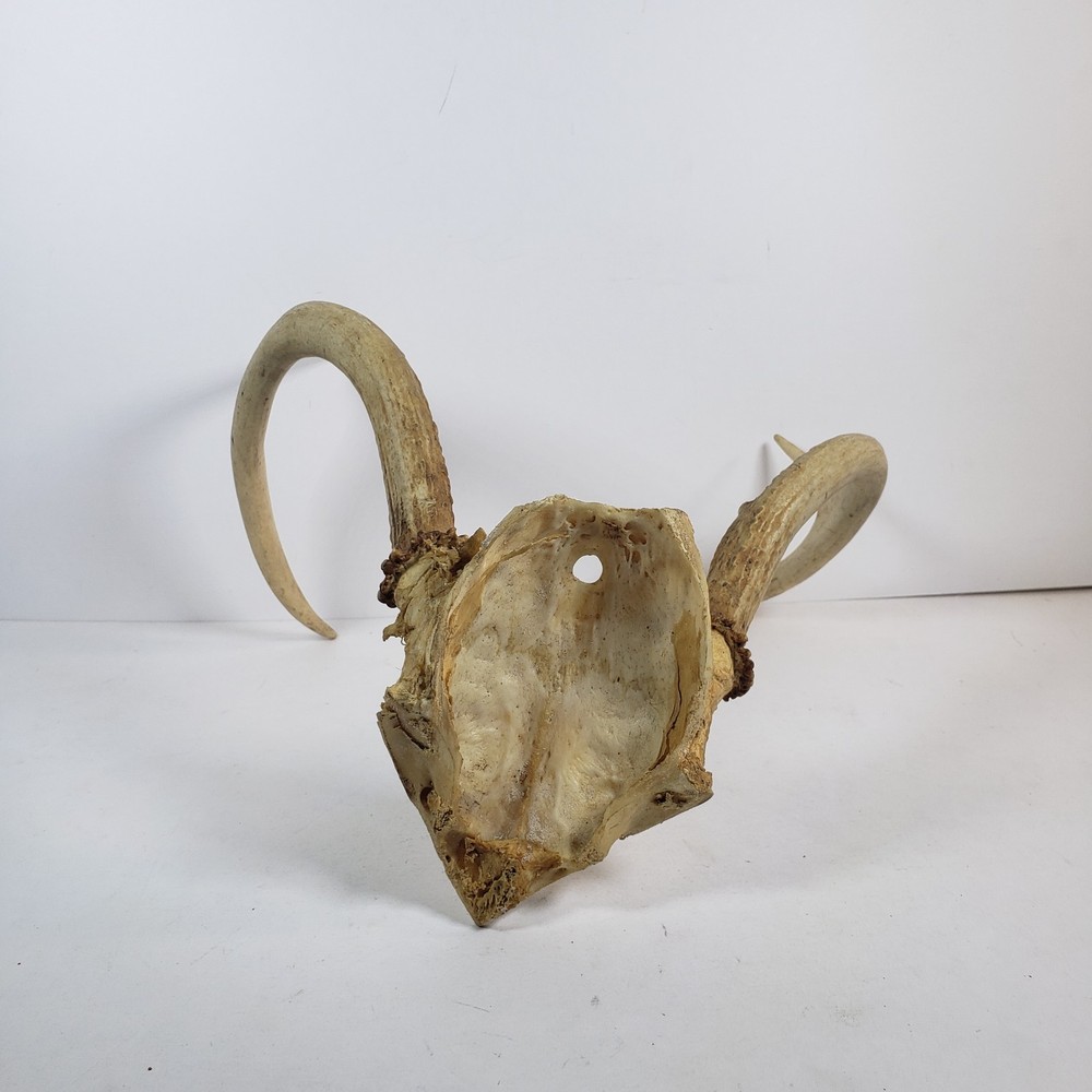 Deer Antler With Skull Cap