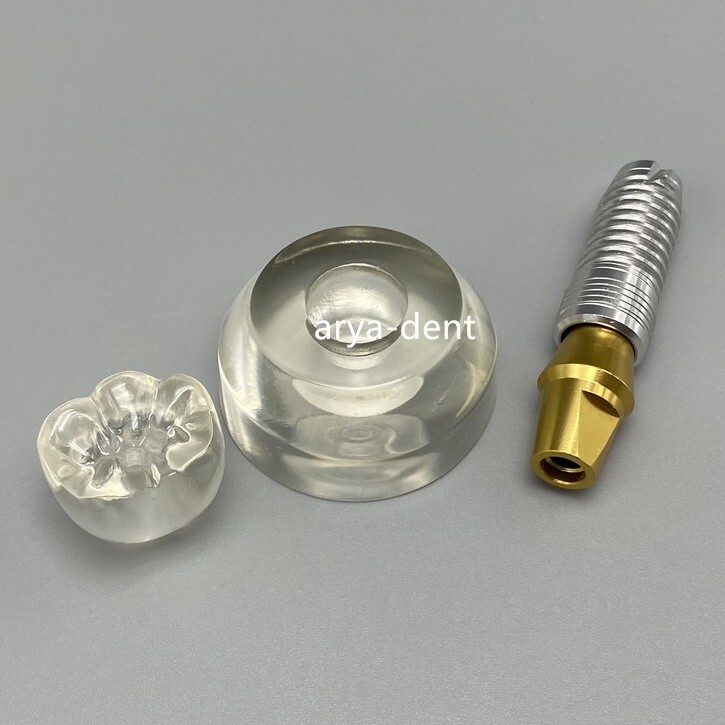 Dental Typodont Implant Teeth Model Demonstration Teeth Study Teach Model M2020