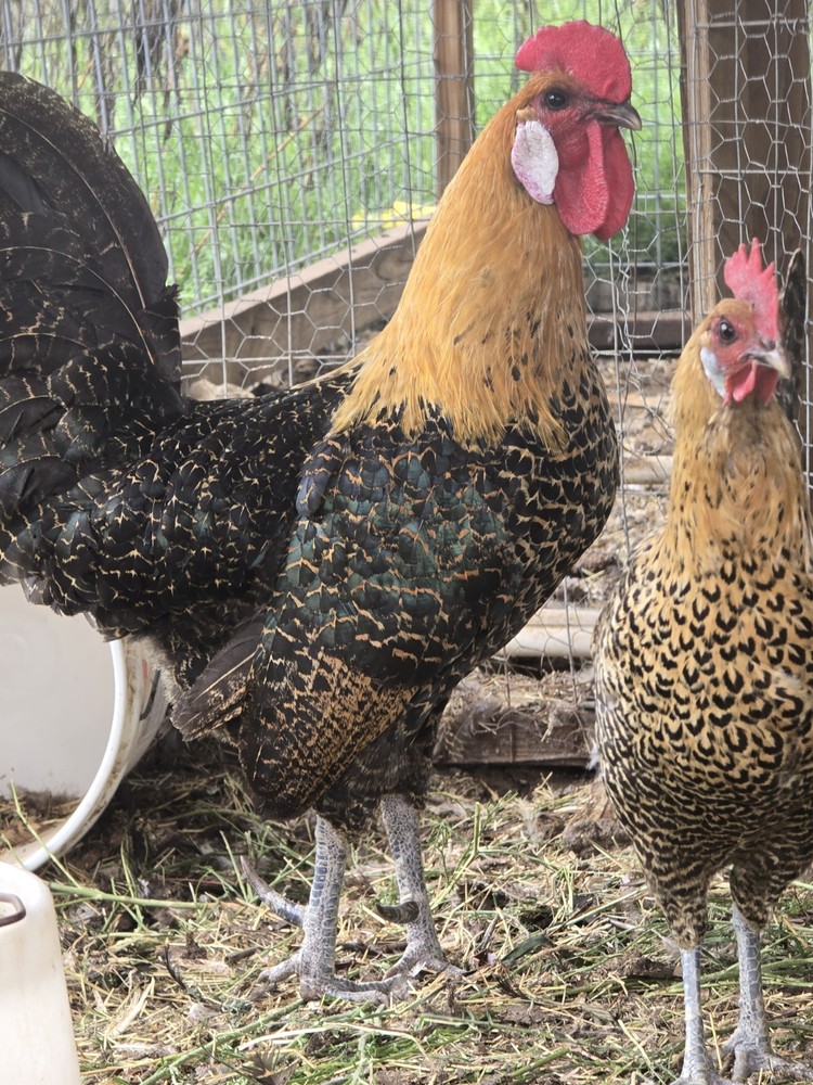 Gold Campine Chicken Hatching Eggs 12+
