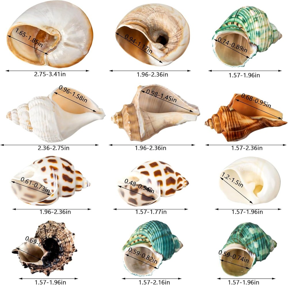 12PCS Hermit Crab Shells | Medium and Large Shell Size 1.6" - 3.2"