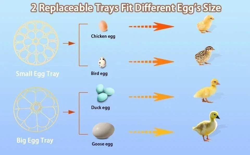 Incubators for Hatching Eggs,18 Egg Incubator with Automatic Egg Turning and ...