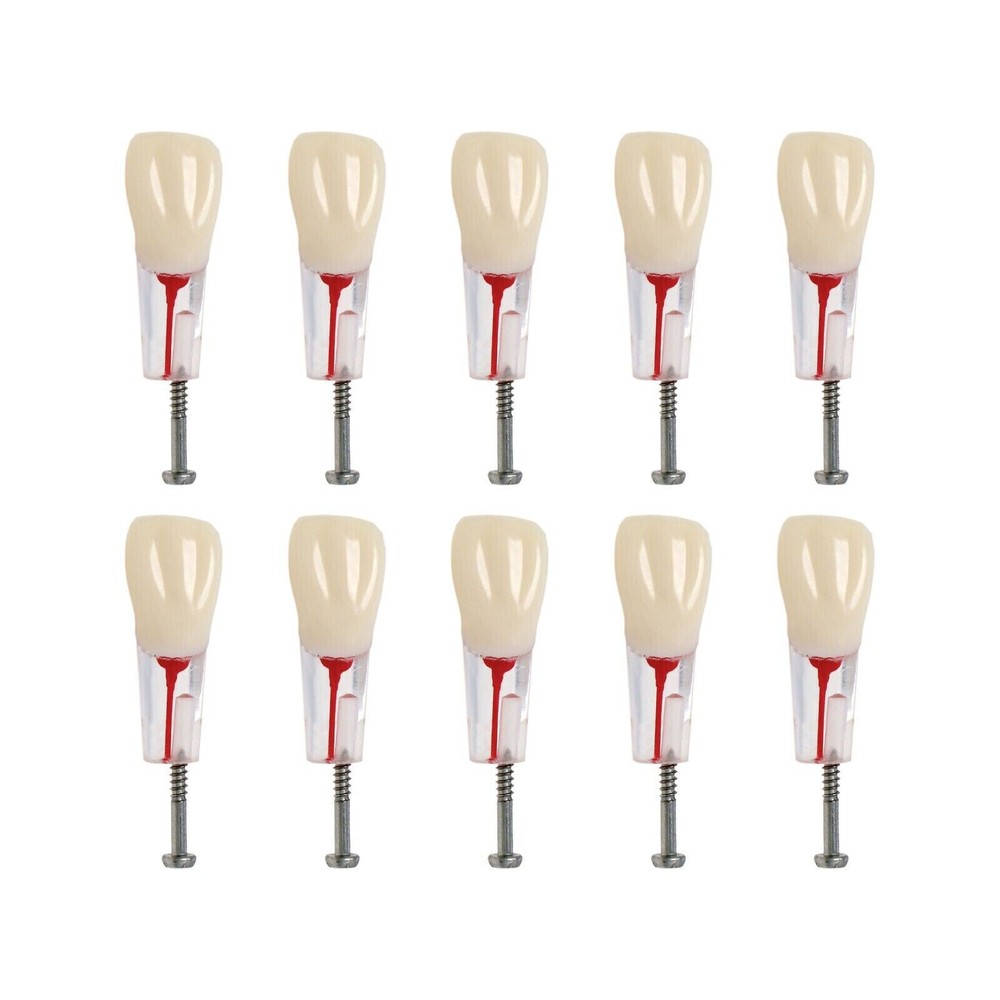 Dental Endo Root Canal Teeth Model Study RCT Practice Typodont Model #8006