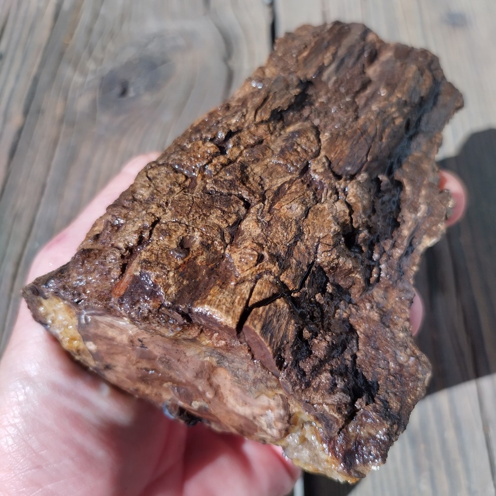 Blue Forest Petrified Wood * 1lb. 1 oz.