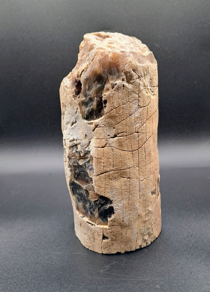 Petrified Wood. Large Limb Section Washington