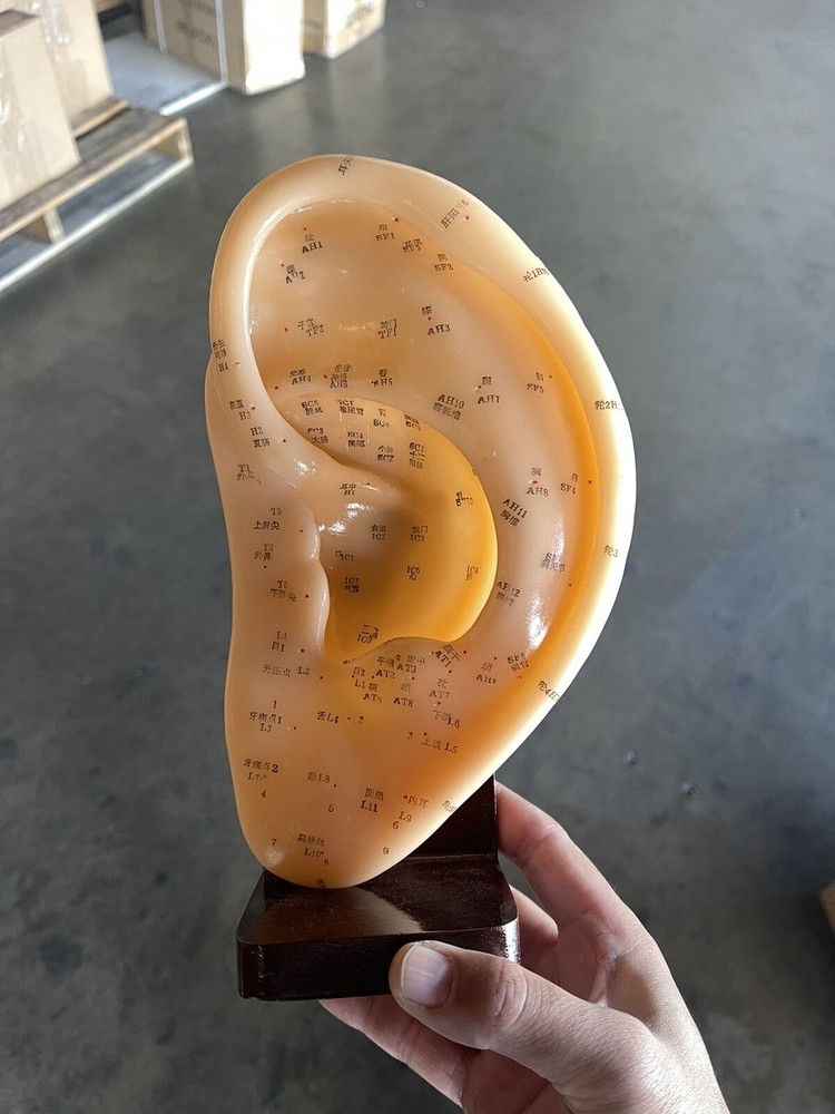 Acupuncture Model Ear With Stand