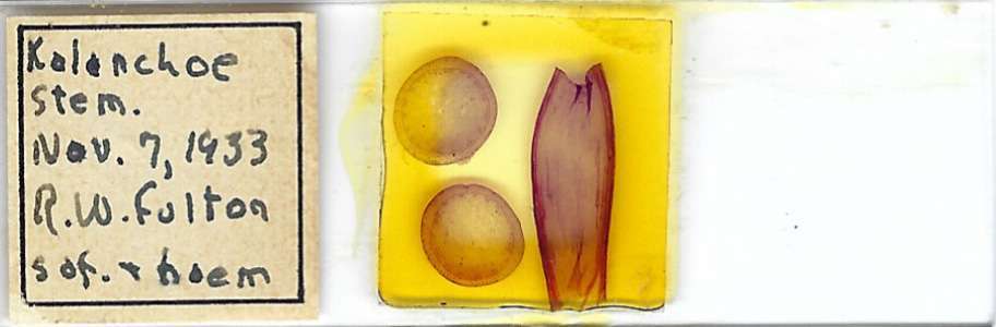 Kalanchoe sp. Stem Microscope Slide (1933)