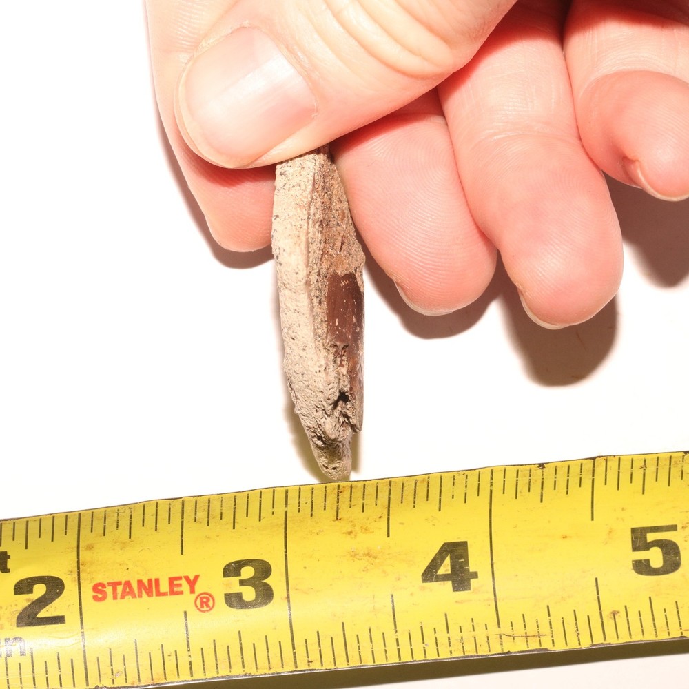 Turtle Shell Piece - Dinosaur Age Specimen - Hell Creek Formation Cretaceous