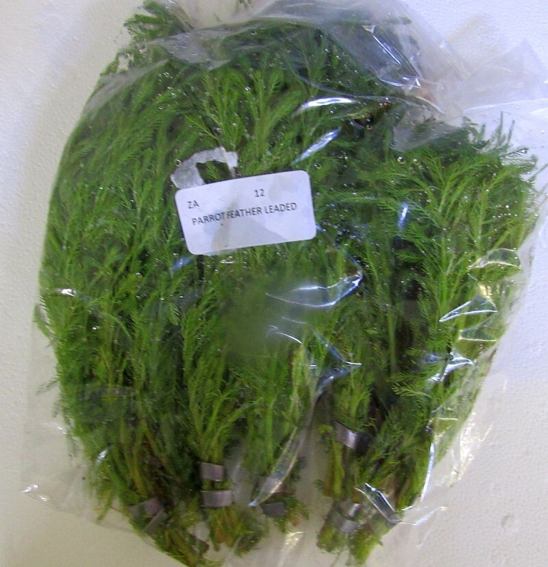 36 plus stems parrot feather plants