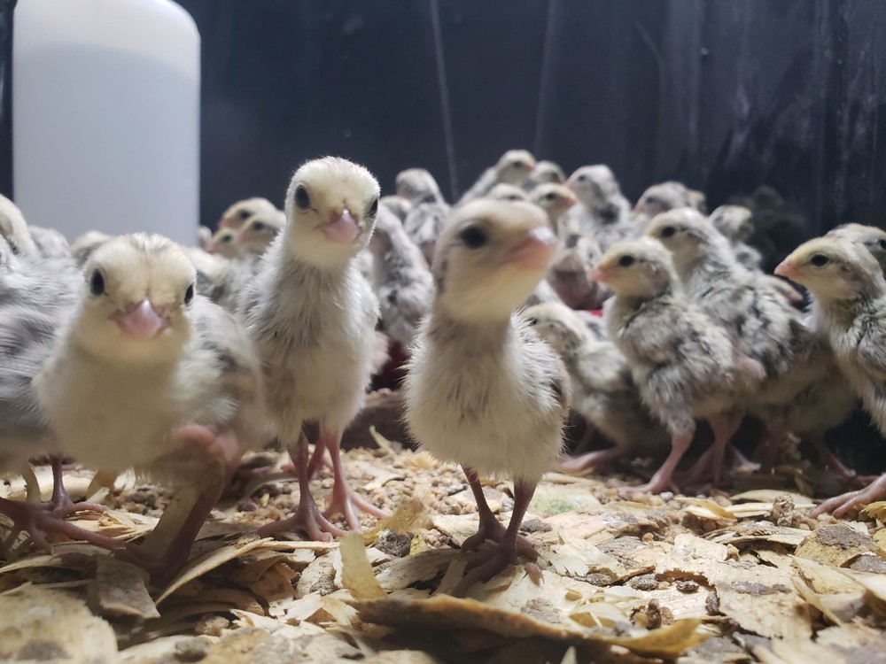 50+ Snowflake Quail Hatching Eggs