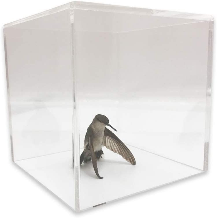 Acrylic Display Cube (5” x 5” x 5”) – Collectables display, Cupcakes,...