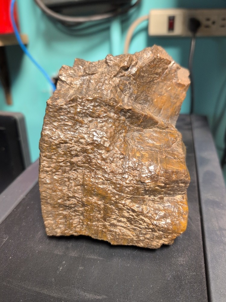petrified wood slab polished