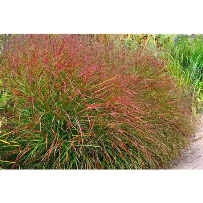 1 Gal. Shenandoah Switch Grass (2-Pack)