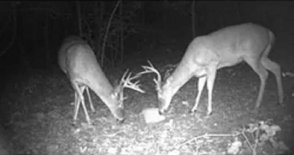 Deer Block 20lb,FREE SHIPPING