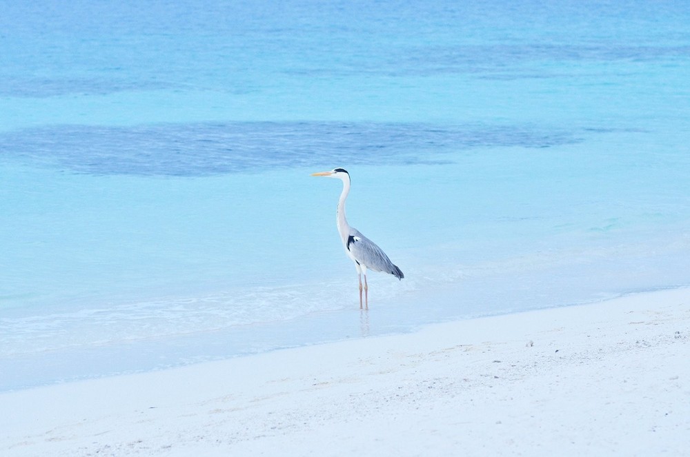 Kenko Monoculars 7x18 Compact Type