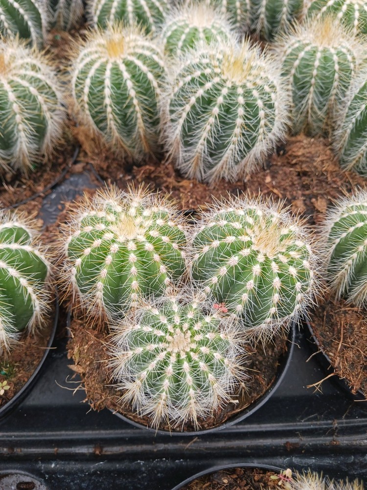 Parodia Magnifica (Balloon Cactus)
