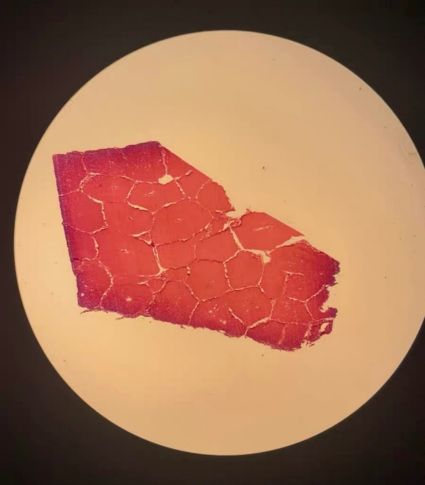 Nikon Plan UW 2×/0.06 OFM25 WD 7.5 Microscope objective