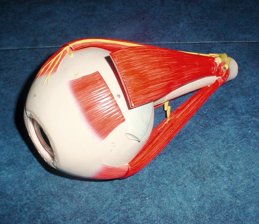 Altay Scientific Eye with Orbit Model - 5 Times Normal Size #8