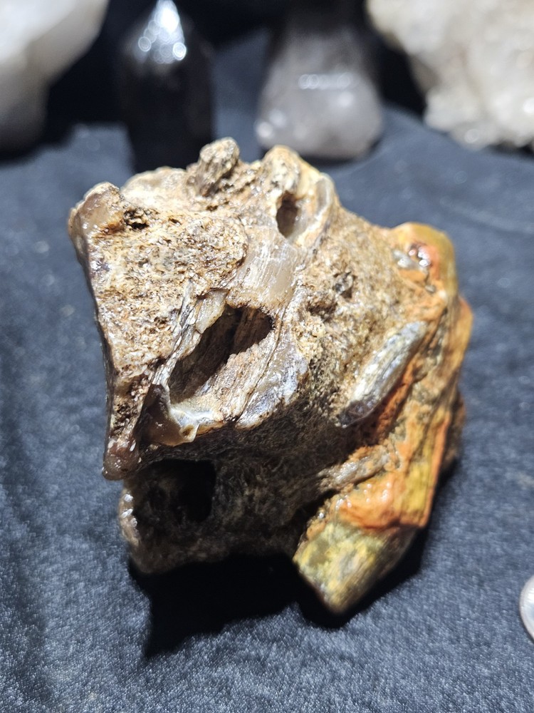 Petrified Limb Specimen Natural Form (10.6oz)