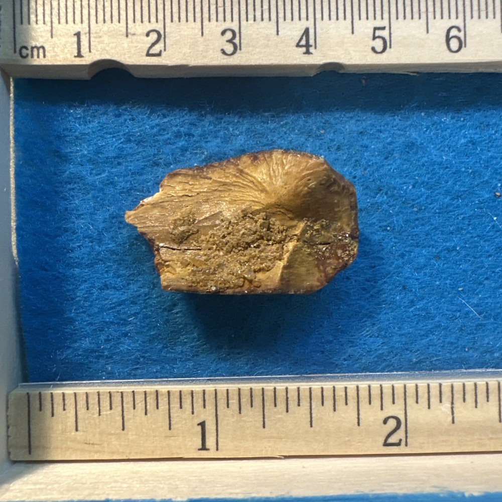Spinosaurus Extinct Dinosaur Partial Tooth Fossil in Display Case
