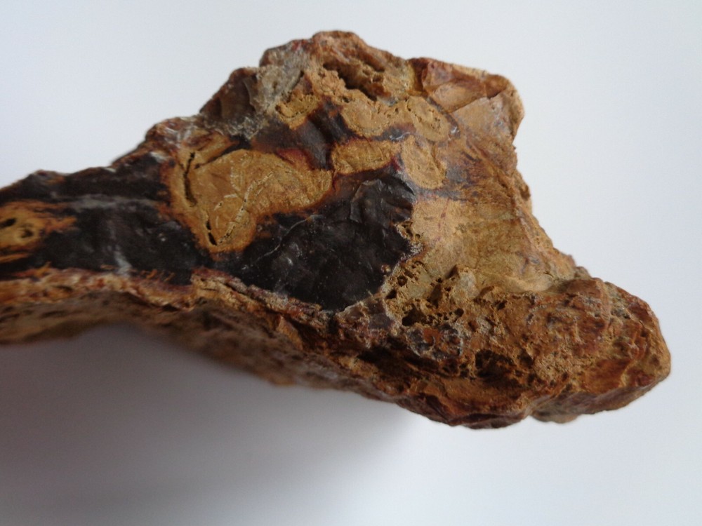 COLORADO PETRIFIED WOOD -NICE