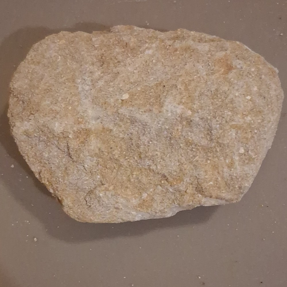 Fossilized Dinosaur Tooth Embedded in Matrix Prehistoric Fossil Specimen