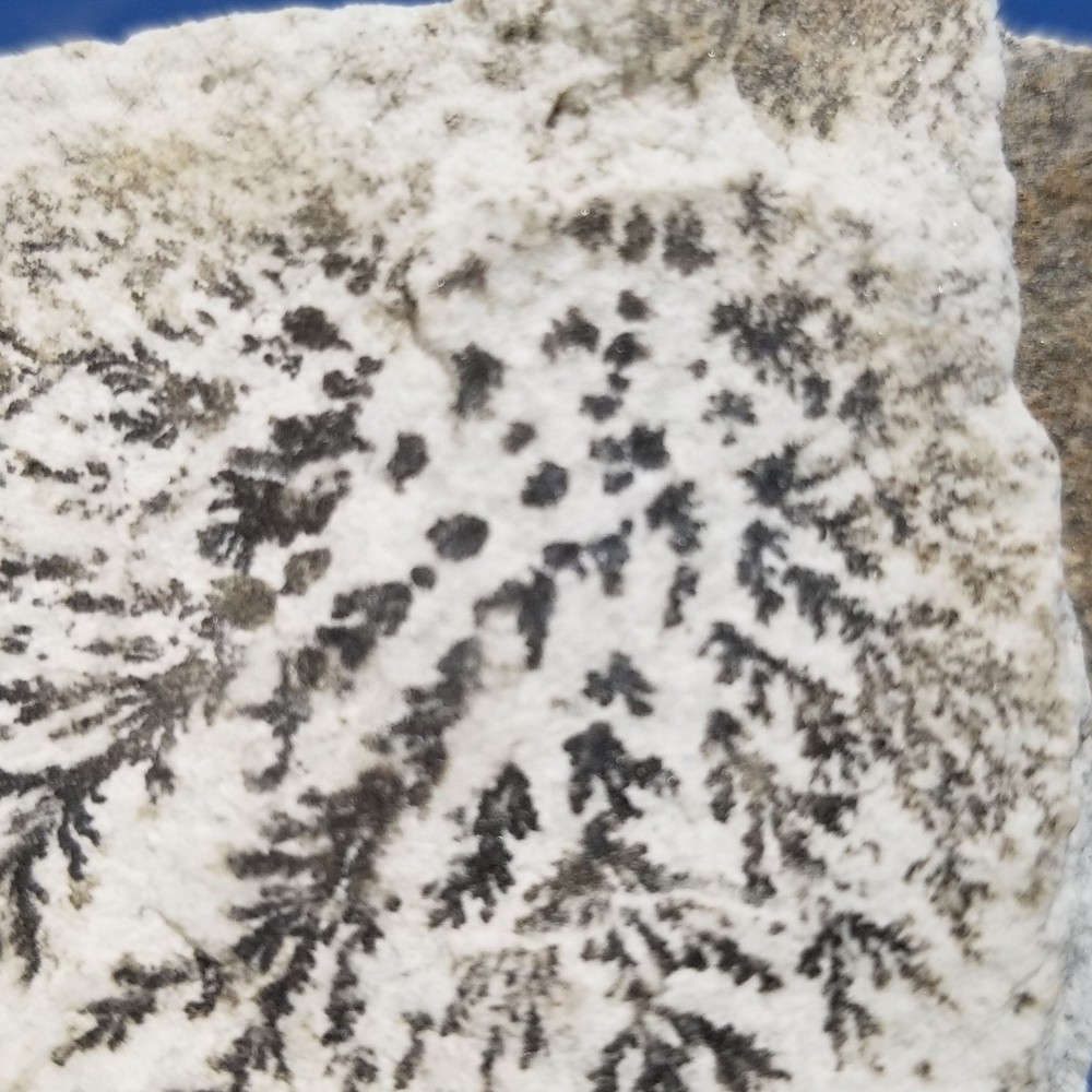 This rock has dendritic formation within it fern 1.1728