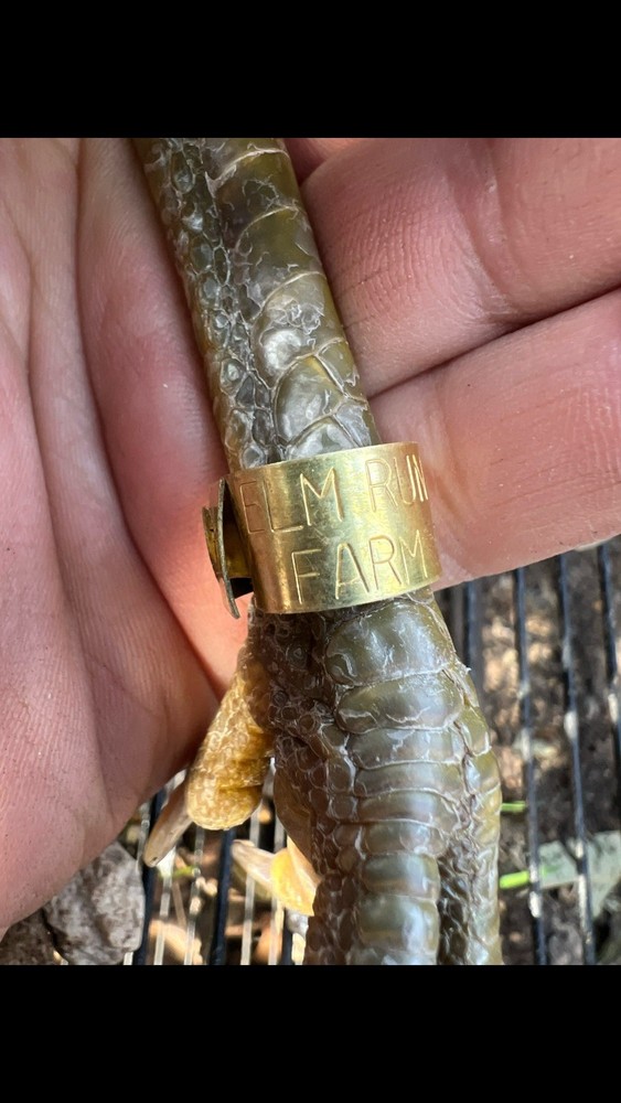 Six Fertile Hatching Chicken Eggs