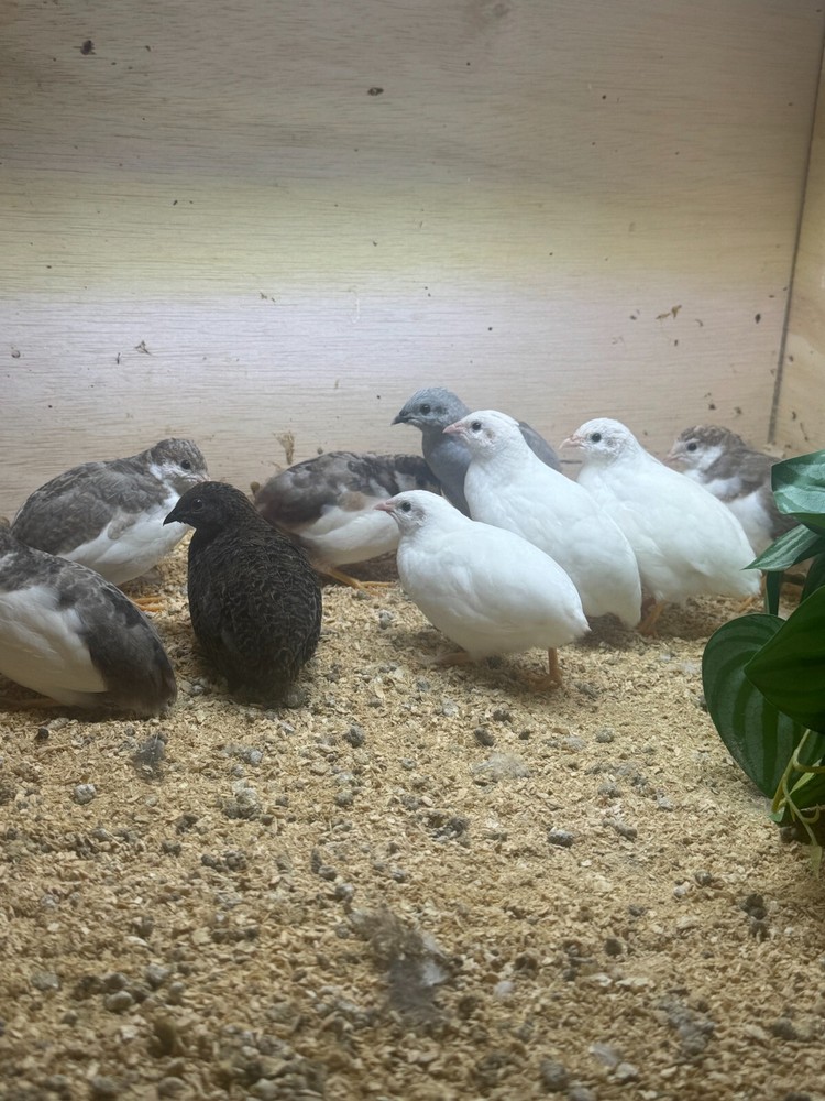 40 Button Quail Hatching Eggs Multiple Colors