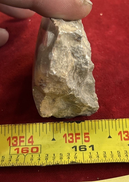 Petrified Coral End Polished