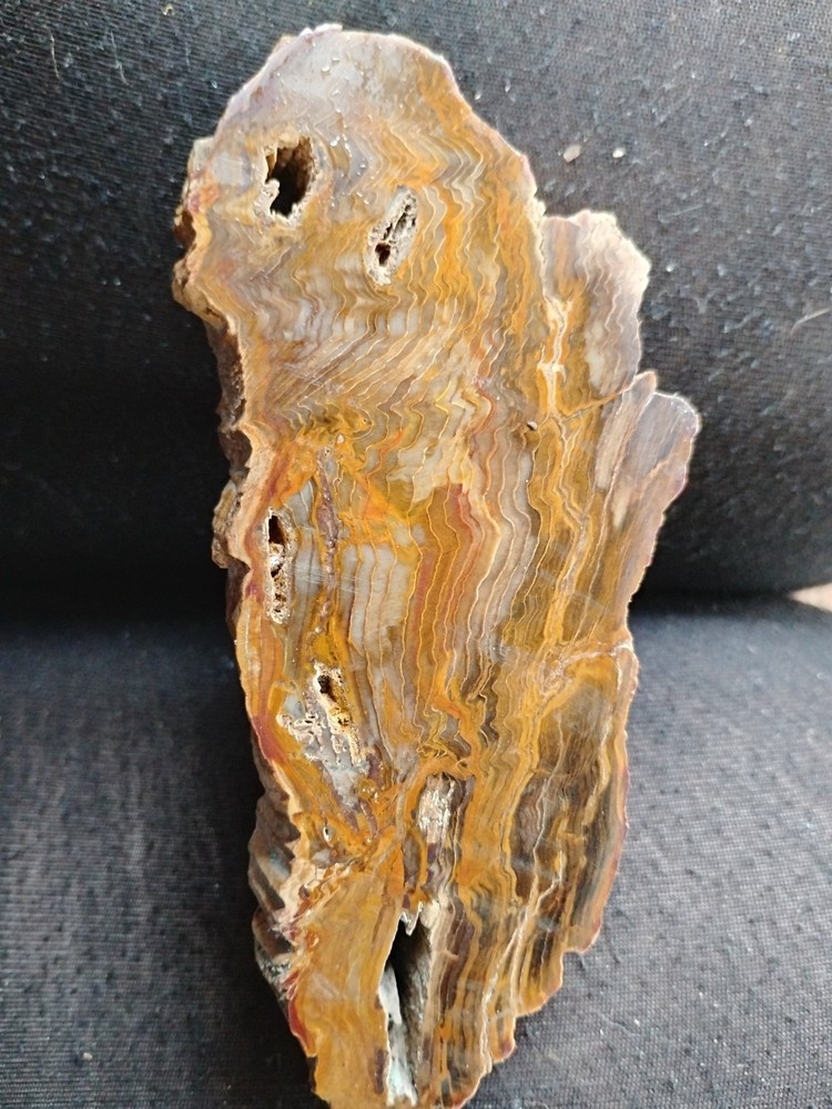 petrified wood slab polished