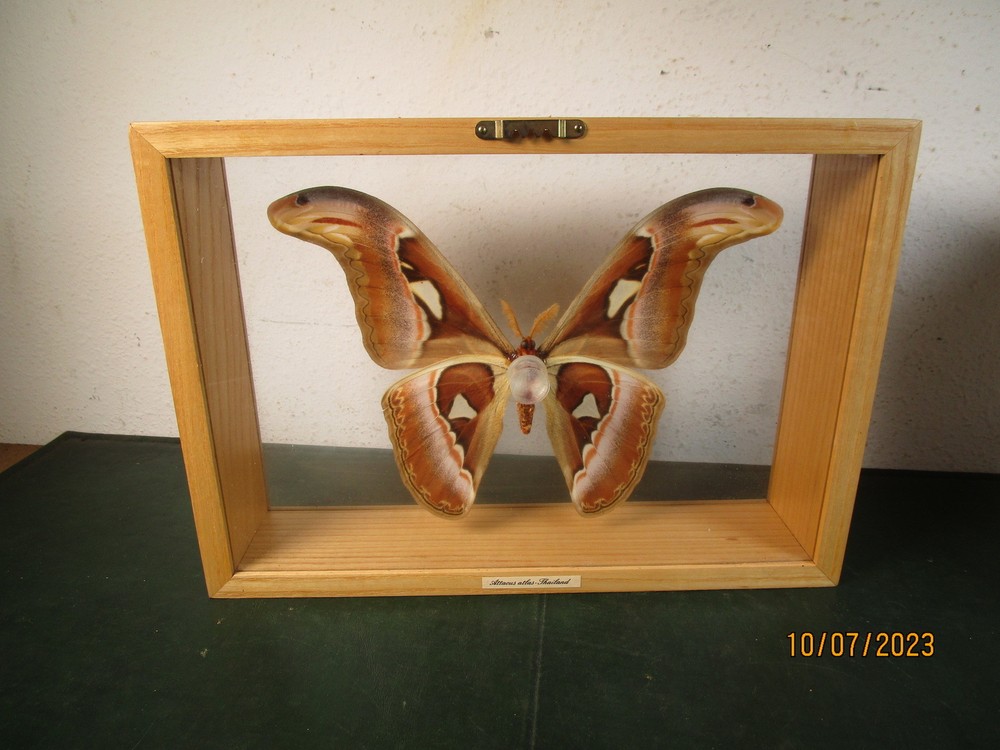 Attacus Atlas Moth Thailand