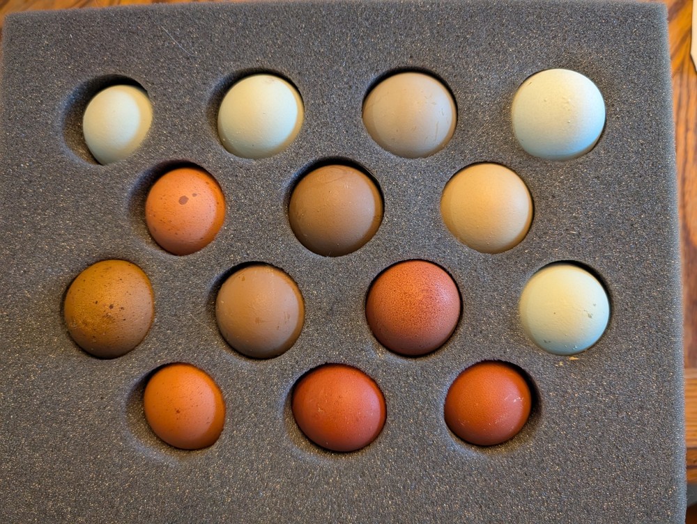 1 dozen+2 Olive Egger Hatching Eggs