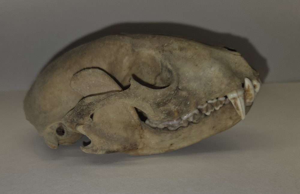 Raccoon Skull
