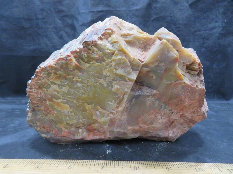 Petrified Wood 6 lbs & 13 ozs