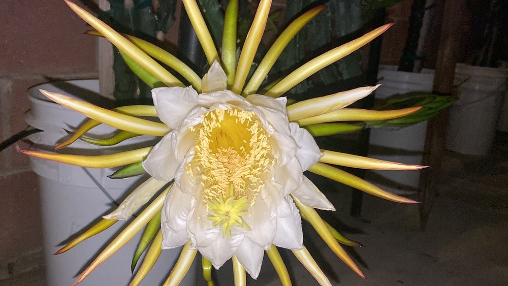 8 Inches ￼ Unknown White Dragon Fruit Cutting Self Fertile