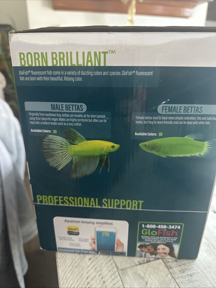 GloFish 1.5 gal aquarium kit